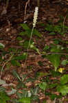 Downy rattlesnake plantain